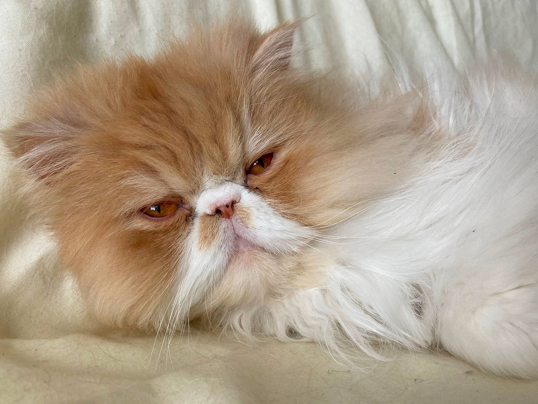 Ollie joined the competition — help win amazing prizes! british_longhair, carnivore, cat, fawn, felidae, fur, liver, peach, persian, petal, plant, small_to_medium_sized_cats, snout, whiskers, wood