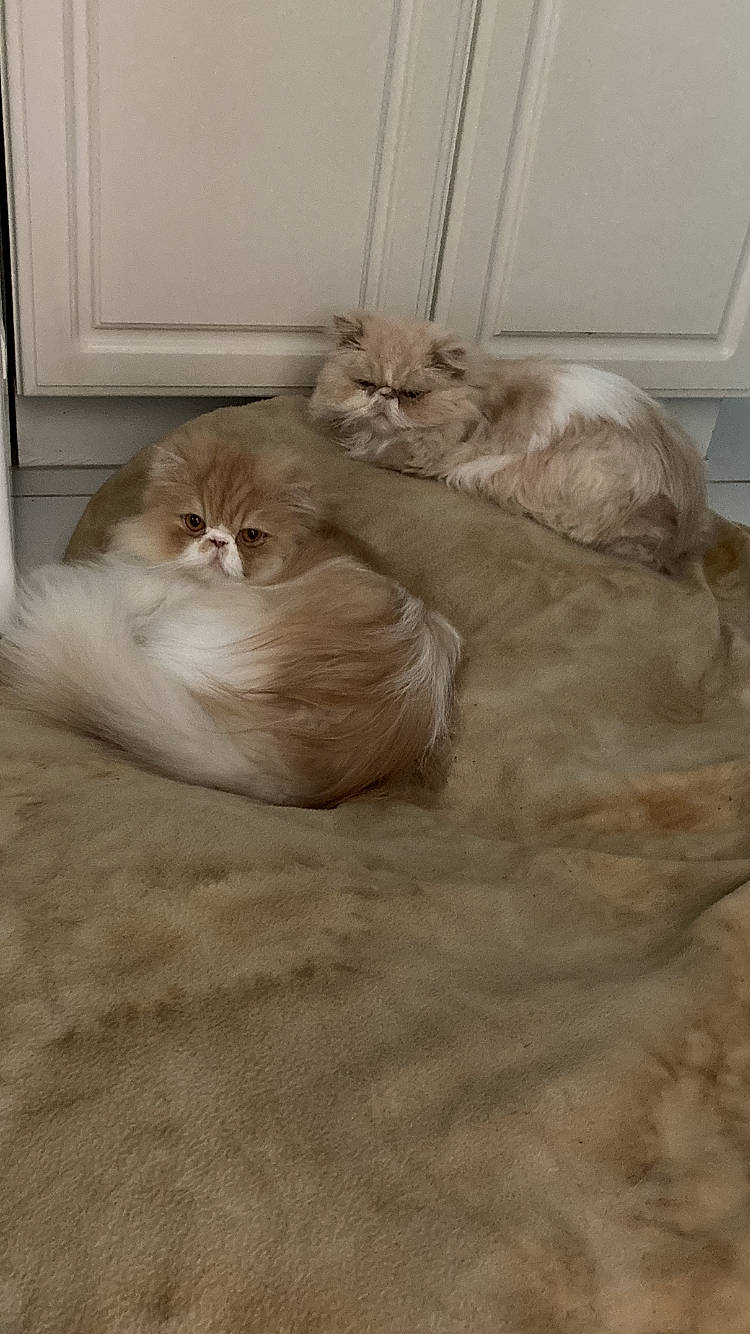 Ollie joined the competition — help win amazing prizes! british_longhair, brown, carnivore, cat, comfort, fawn, felidae, flooring, fur, grey, hardwood, mammal, paw, small_to_medium_sized_cats, snout, tail, terrestrial_animal, vertebrate, whiskers, wood