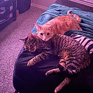 Pinto And Chili is registered to the contest to win money with this photo: cat, orange_cat, tabby_cat, bed, blanket, carpet, indoor, pets, resting, feline, cozy, furniture, window_blinds, relaxing, sleepy, domestic_animal, animal, companion, fur, cute