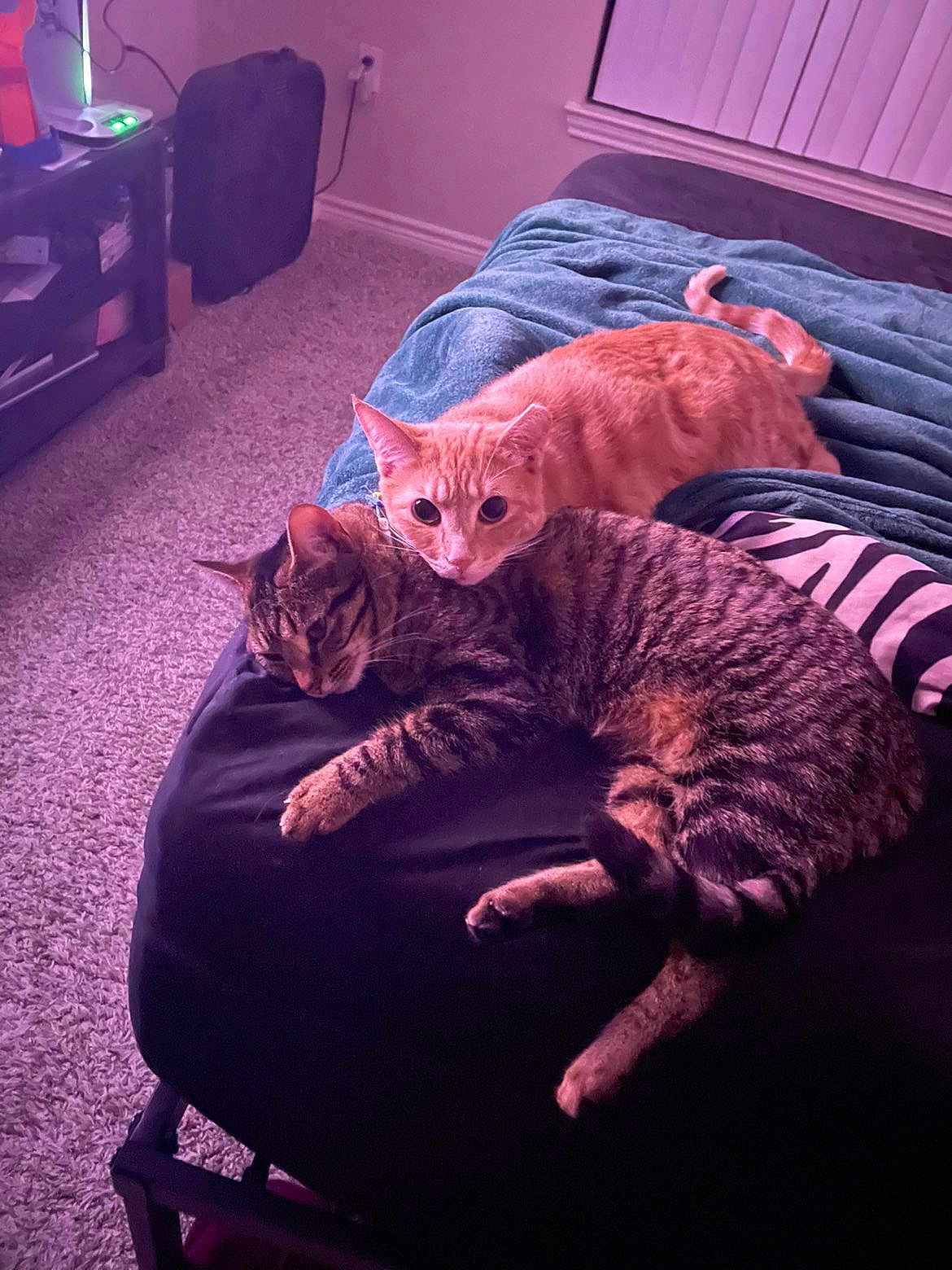 Pinto And Chili is registered to the contest to win money with this photo: cat, orange_cat, tabby_cat, bed, blanket, carpet, indoor, pets, resting, feline, cozy, furniture, window_blinds, relaxing, sleepy, domestic_animal, animal, companion, fur, cute