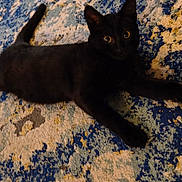 Sage joined the competition — help win amazing prizes! black_cat, cat, pet, animal, indoor, stretching, curious, toy, colorful_rug, patterned_rug, floor, playful, wide_eyes, feline, domestic_cat, relaxed, paw, whiskers, tail, close_up