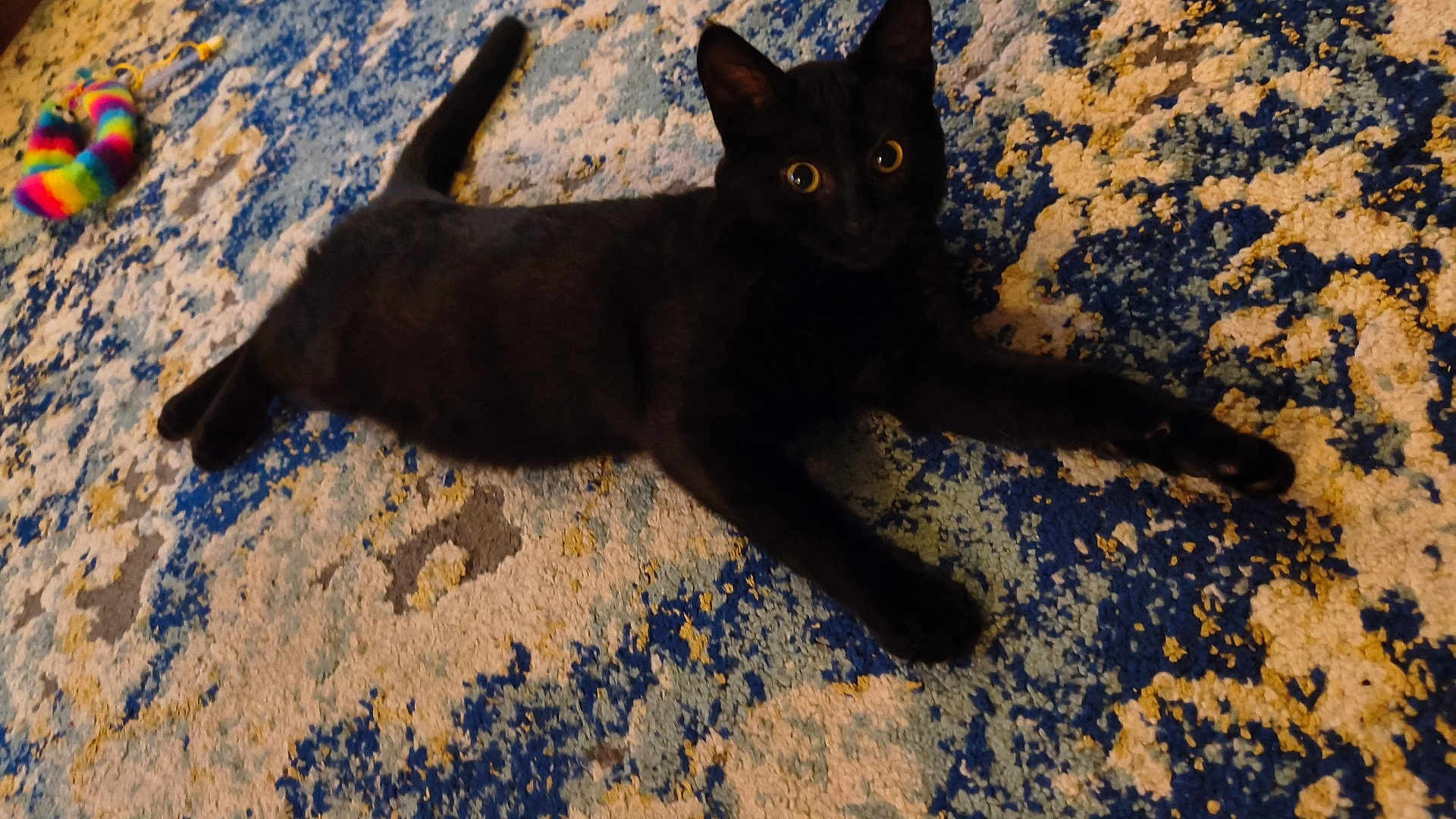Sage joined the competition — help win amazing prizes! black_cat, cat, pet, animal, indoor, stretching, curious, toy, colorful_rug, patterned_rug, floor, playful, wide_eyes, feline, domestic_cat, relaxed, paw, whiskers, tail, close_up
