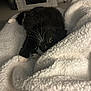 Ciara is registered to the contest to win money with this photo: animal, black_and_white, blanket, cat, comfort, cozy, cute, eyes, fluffy, fur, home, indoor, mischievous, pet, playful, relaxing, resting, soft, warm, whiskers