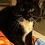 animal, black_and_white, blanket, cat, closeup, cozy, curious, cute, domestic_cat, feline, fluffy, fur, indoor, paw, pet, resting, soft_light, tuxedo_cat, whiskers, yellow_eyes