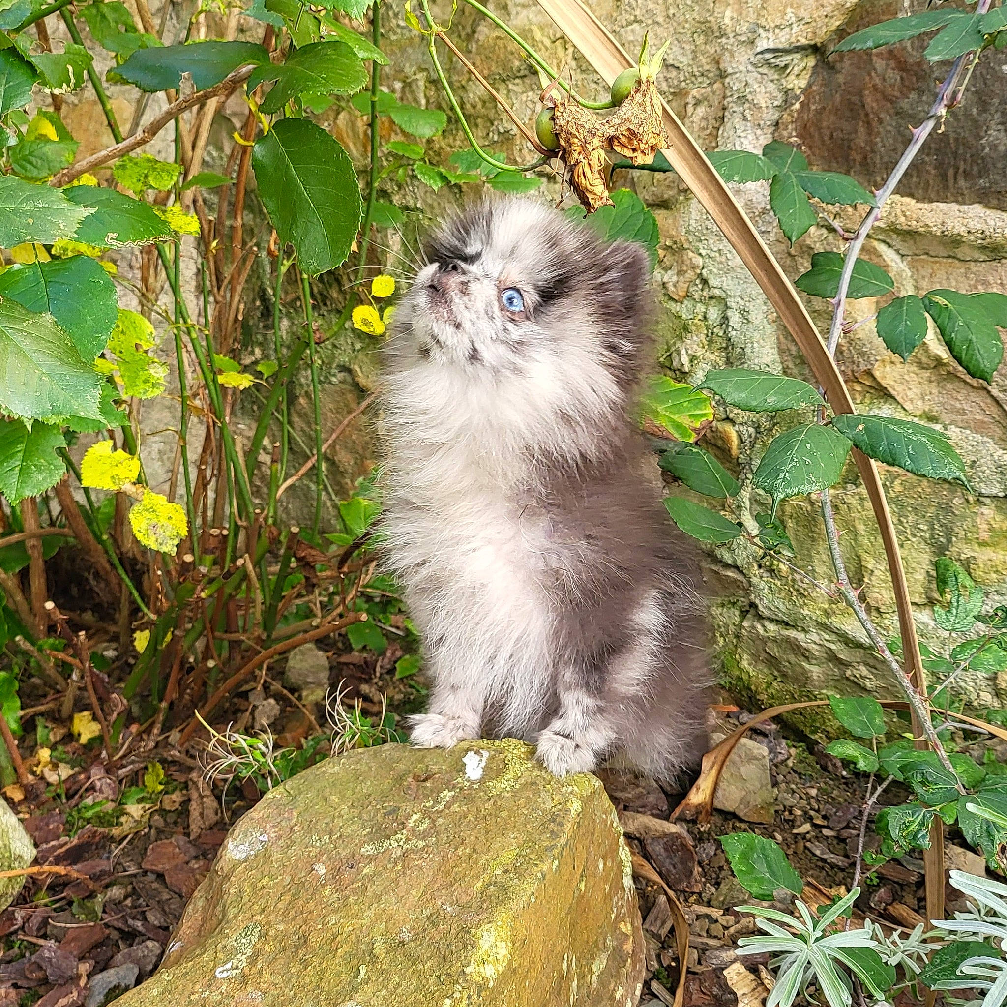 Izzy a rejoint le concours — aidez-le/la à gagner de superbes lots ! annual_plant, british_longhair, carnivore, cat, domestic_short_haired_cat, eye, fawn, felidae, fur, grass, groundcover, herb, plant, sitting, small_to_medium_sized_cats, snout, tail, terrestrial_animal, whiskers, wildlife