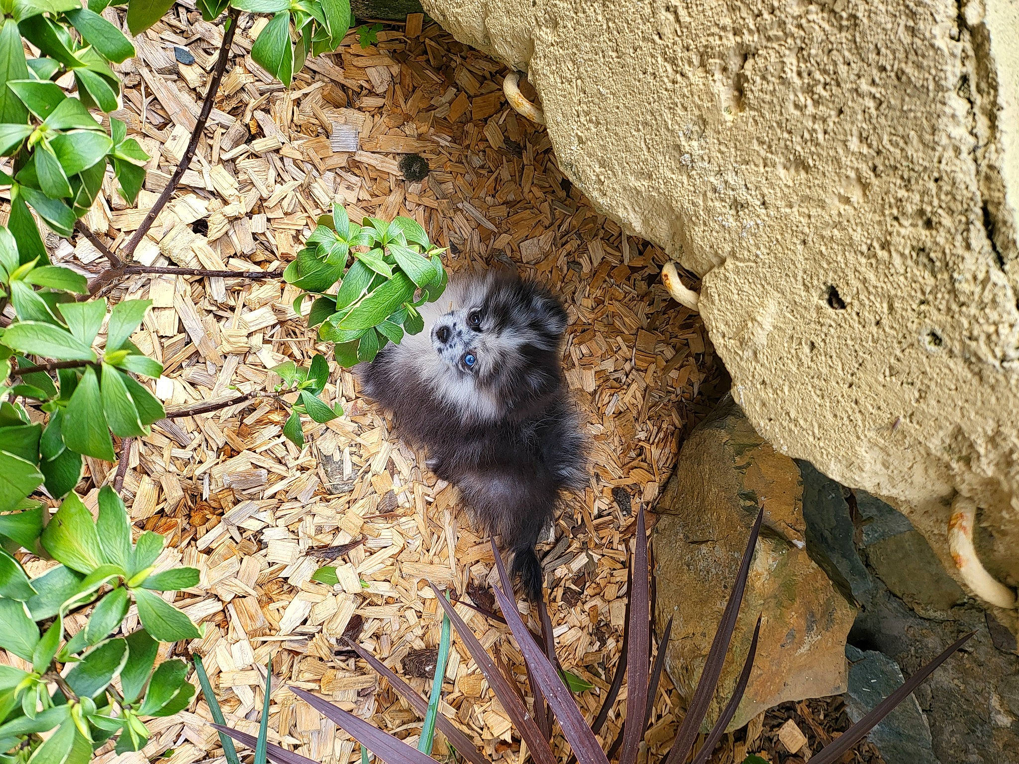 Izzy participe au concours pour gagner de l'argent avec cette photo : beak, bedrock, carnivore, fawn, fur, grass, groundcover, herb, plant, plant_stem, rock, rodent, soil, subshrub, tail, terrestrial_animal, terrestrial_plant, twig, whiskers, wood