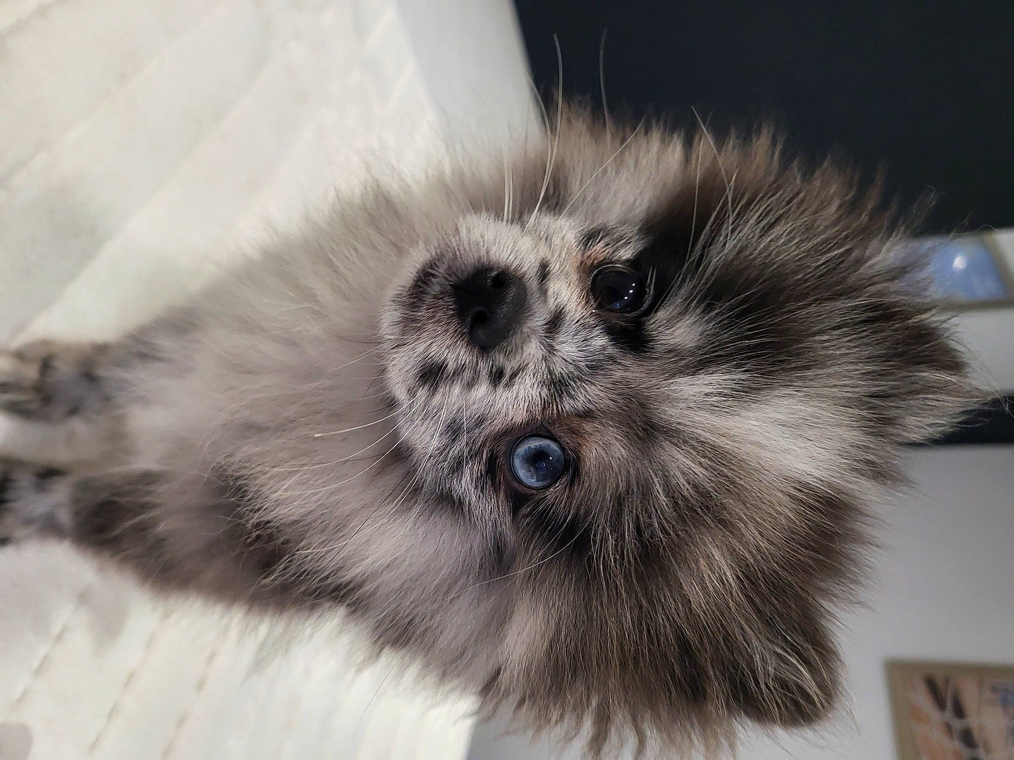 Izzy participe au concours pour gagner de l'argent avec cette photo : ancient_dog_breeds, art, canidae, carnivore, companion_dog, dog, dog_breed, fur, non_sporting_group, puppy, snout, sporting_group, tail, terrestrial_animal, toy_dog, whiskers, wildlife, working_animal