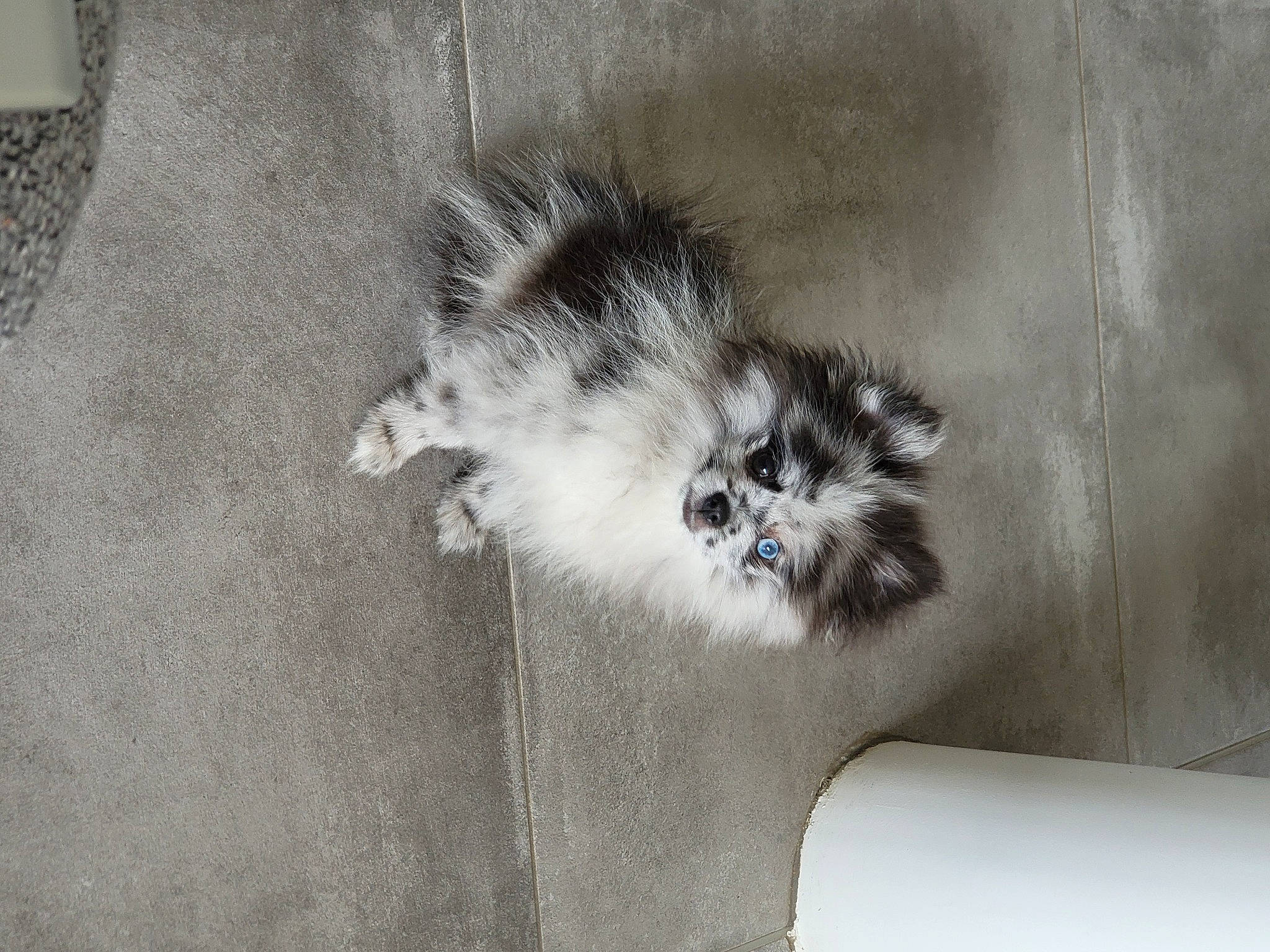 Izzy participe au concours pour gagner de l'argent avec cette photo : canidae, carnivore, cat, claw, comfort, companion_dog, dog_breed, domestic_short_haired_cat, felidae, fur, grey, monochrome_photography, paw, small_to_medium_sized_cats, sporting_group, tail, terrestrial_animal, whiskers, window