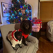 Rocky And Kong joined the competition — help win amazing prizes! black_dog, blinds, chair, christmas_tree, cozy, decorations, dog, festive, furniture, holiday, holiday_lighting, indoor, living_room, pet, presents, smiling, sweater, window, wood_floor, wrapped_gifts