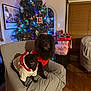 black_dog, blinds, chair, christmas_tree, cozy, decorations, dog, festive, furniture, holiday, holiday_lighting, indoor, living_room, pet, presents, smiling, sweater, window, wood_floor, wrapped_gifts