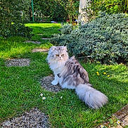 Soprano a rejoint le concours — aidez-le/la à gagner de superbes lots ! cat, persian_cat, fluffy_tail, garden, grass, bush, shrub, daisies, flowers, stepping_stone, outdoor, pet, sitting, portrait, greenery, sunlight, domestic_cat, feline, long_hair, pathway