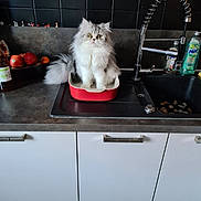 Soprano a rejoint le concours — aidez-le/la à gagner de superbes lots ! apples, backsplash, bottle, bowl, cabinet, cat, countertop, detergent, dish, faucet, fluffy, fruit, kitchen, longhair_cat, looking_up, pet, sink, sitting, tile, whiskers