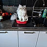 apples, backsplash, bottle, bowl, cabinet, cat, countertop, detergent, dish, faucet, fluffy, fruit, kitchen, longhair_cat, looking_up, pet, sink, sitting, tile, whiskers