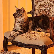 Zoro joined the competition — help win amazing prizes! animal, carpet, cat, chair, cozy, domestic_cat, door, feline, floral_pattern, furniture, home_interior, indoor, pet, relaxed, resting, tabby_cat, upholstery, vintage_furniture, warm_lighting, wooden_leg