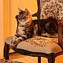animal, carpet, cat, chair, cozy, domestic_cat, door, feline, floral_pattern, furniture, home_interior, indoor, pet, relaxed, resting, tabby_cat, upholstery, vintage_furniture, warm_lighting, wooden_leg