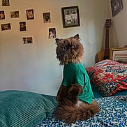 Baba is registered to the contest to win money with this photo: animal, bed, brown_cat, cat, cozy, cute, decor, floral_blanket, furniture, furry, green_shirt, guitar, home, indoor, pet, pillows, portrait, relaxed, sitting, wall_photos