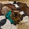 Baba joined the competition — help win amazing prizes! animal, brown_cat, cat, cowhide_rug, cozy, curious, cute, domestic, flooring, fluffy, fur, indoor, long_whiskers, looking_up, mammal, pet, resting, turquoise_sweater, wide_eyes, wooden_floor