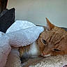 Freddy is registered to the contest to win money with this photo: cat, orange_tabby, blanket, couch, cozy, indoor, pet, sleepy, fur, whiskers, ears, home, comfort, relaxing, furniture, soft_texture, resting, domestic_animal, close_up, animal