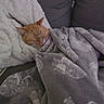 Freddy is registered to the contest to win money with this photo: cat, orange_cat, sleeping, blanket, couch, cozy, indoor, resting, soft_texture, furniture, fabric, comfort, relaxation, pet, domestic_animal, fur, snuggled, patterned_blanket, gray_blanket, white_blanket