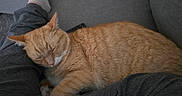 Freddy is registered to the contest to win money with this photo: animal, cat, close_up, comfort, couch, cozy, domestic, furniture, ginger_cat, grey_pants, household, indoor, lap, legs, person, pet, relaxation, resting, sleeping, sock