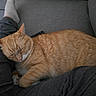 cat, ginger_cat, sleeping, lap, person, legs, sock, grey_pants, couch, indoor, furniture, relaxation, pet, animal, cozy, resting, close_up, domestic, comfort, household