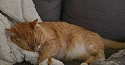 Freddy is registered to the contest to win money with this photo: cat, sleeping, orange_cat, white_paws, couch, blanket, fluffy_blanket, grey_couch, indoor, pet, resting, cozy, fur, domestic_cat, relaxing, feline, quiet, home, nap, comfort