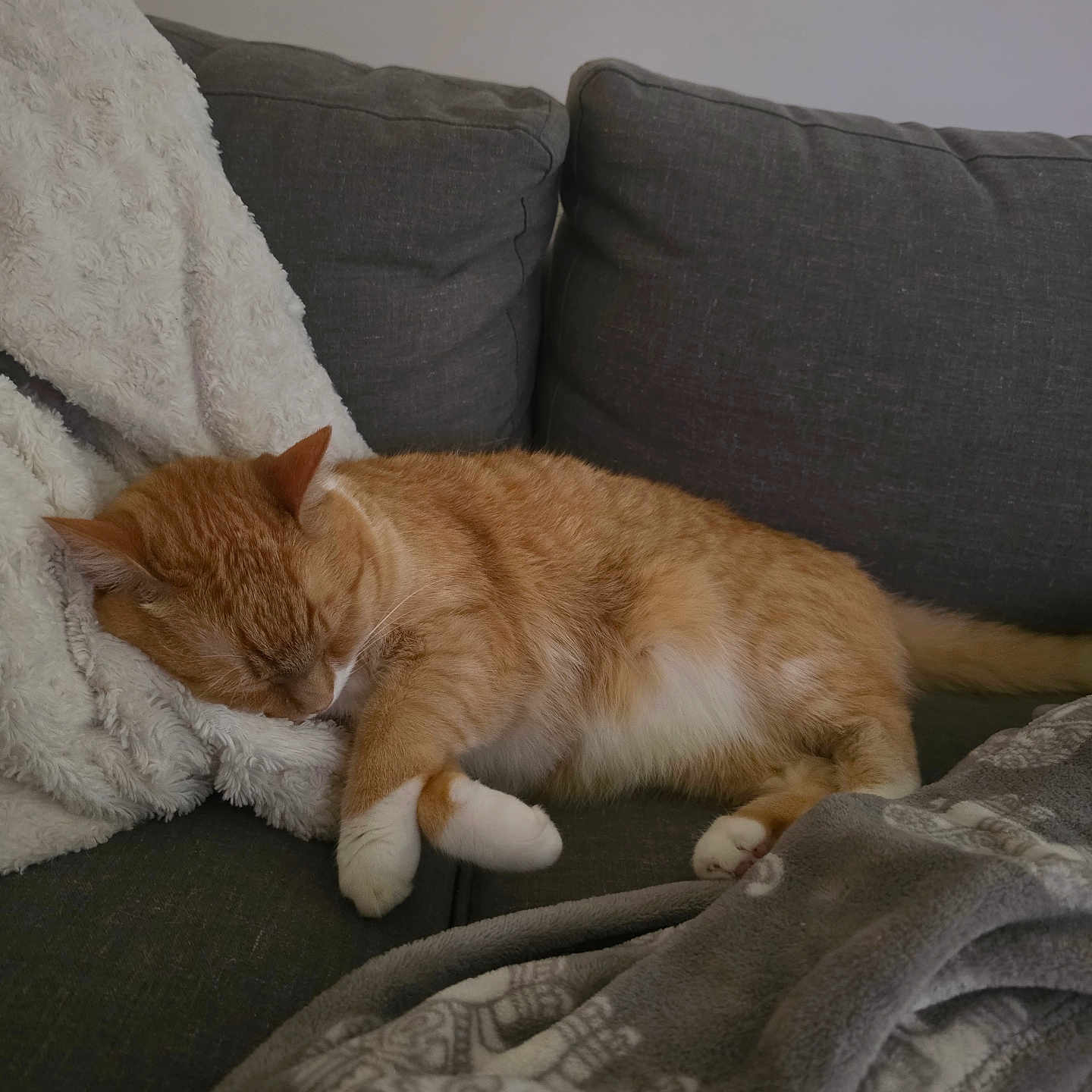 Freddy is registered to the contest to win money with this photo: cat, sleeping, orange_cat, white_paws, couch, blanket, fluffy_blanket, grey_couch, indoor, pet, resting, cozy, fur, domestic_cat, relaxing, feline, quiet, home, nap, comfort