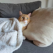 Freddy is registered to the contest to win money with this photo: cat, orange_cat, blanket, couch, pillow, indoor, pet, cozy, resting, feline, fur, cute, domestic_animal, relaxing, whiskers, snuggled, soft_texture, home, animal, comfortable