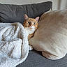 cat, orange_cat, blanket, couch, pillow, indoor, pet, cozy, resting, feline, fur, cute, domestic_animal, relaxing, whiskers, snuggled, soft_texture, home, animal, comfortable
