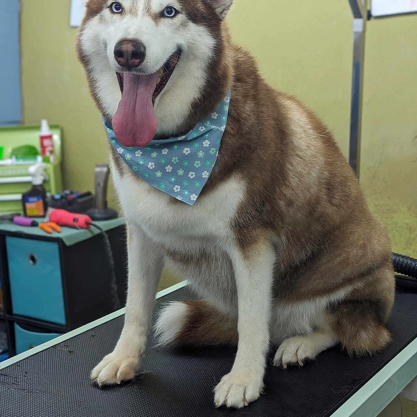 Luna joined the competition — help win amazing prizes! accessories, animal, bandana, canine, desk, doctor, dog, eskimodog, formalwear, furniture, headband, husky, person, pet, puppy, snout, strap, table, tie, veterinarian