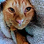 cat, orange_tabby, close_up, blanket, cozy, fur, whiskers, pet, animal, cute, face, sleepy, soft, indoors, warm, texture, nostrils, paw, resting, curious