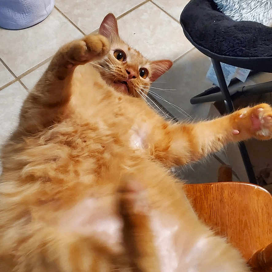 Finn Finn is registered to the contest to win money with this photo: animal, cat, chair, cute, domestic_animal, feline, fur, home, indoor, mammal, orange_tabby, paw, pet, playful, relaxed, resting, surprised, tile_floor, whiskers, wide_eyes