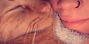 Finn Finn joined the competition — help win amazing prizes! cat, person, sleeping, close_up, snuggling, orange_tabby, whiskers, face, nose_ring, blanket, cozy, fur, relaxation, comfort, indoor, pet, domestic_animal, cute, rest, intimacy