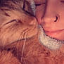 cat, person, sleeping, close_up, snuggling, orange_tabby, whiskers, face, nose_ring, blanket, cozy, fur, relaxation, comfort, indoor, pet, domestic_animal, cute, rest, intimacy