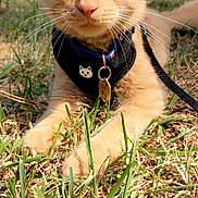Finn Finn joined the competition — help win amazing prizes! cat, orange_tabby, grass, outdoor, pet, animal, close_up, harness, leash, sunlight, whiskers, ears, tag, nature, feline, fur, relaxed, daylight, curious, ground