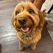 Brody is registered to the contest to win money with this photo: dog, golden_brown, pet, happy, smiling, indoor, wooden_floor, fur, canine, looking_up, companion, animal, friendly, domestic, household, close_up, portrait, blurred_background, tail, standing