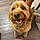Brody