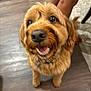 dog, golden_brown, pet, happy, smiling, indoor, wooden_floor, fur, canine, looking_up, companion, animal, friendly, domestic, household, close_up, portrait, blurred_background, tail, standing