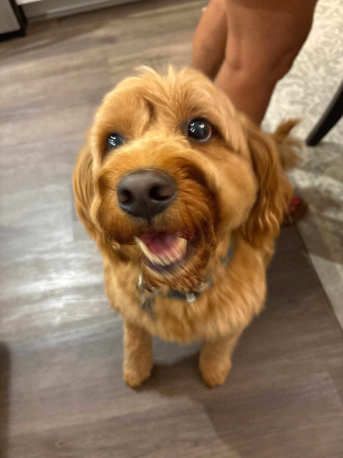 Brody