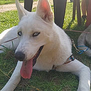 Alaska a rejoint le concours — aidez-le/la à gagner de superbes lots ! dog, white_dog, blue_eyes, tongue_out, grass, outdoor, sunlight, leash, collar, pet, canine, animal, resting, playful, shade, chair_legs, summer, happy, two_dogs, nature