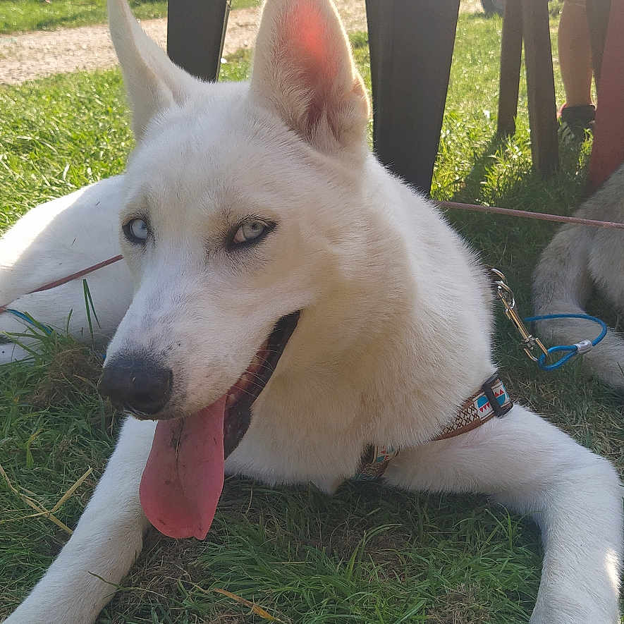 Alaska a rejoint le concours — aidez-le/la à gagner de superbes lots ! animal, blue_eyes, canine, chair_legs, collar, dog, grass, happy, leash, nature, outdoor, pet, playful, resting, shade, summer, sunlight, tongue_out, two_dogs, white_dog