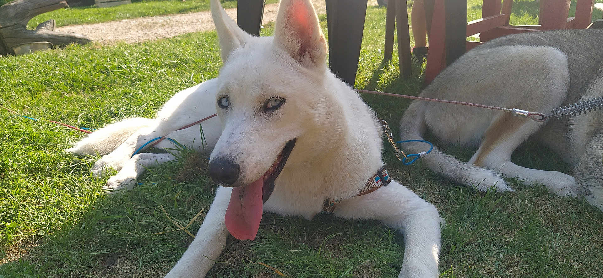 Alaska a rejoint le concours — aidez-le/la à gagner de superbes lots ! dog, white_dog, blue_eyes, tongue_out, grass, outdoor, sunlight, leash, collar, pet, canine, animal, resting, playful, shade, chair_legs, summer, happy, two_dogs, nature