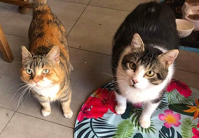 Coco a rejoint le concours — aidez-le/la à gagner de superbes lots ! carnivore, cat, claw, domestic_short_haired_cat, felidae, fur, grass, lap, paw, plant, sitting, small_to_medium_sized_cats, snout, tail, tree, vertebrate, whiskers