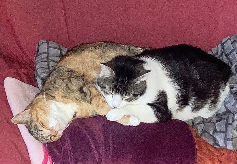 Coco a rejoint le concours — aidez-le/la à gagner de superbes lots ! carnivore, cat, cat_supply, claw, comfort, domestic_short_haired_cat, felidae, fur, nap, paw, sleep, small_to_medium_sized_cats, snout, tail, whiskers