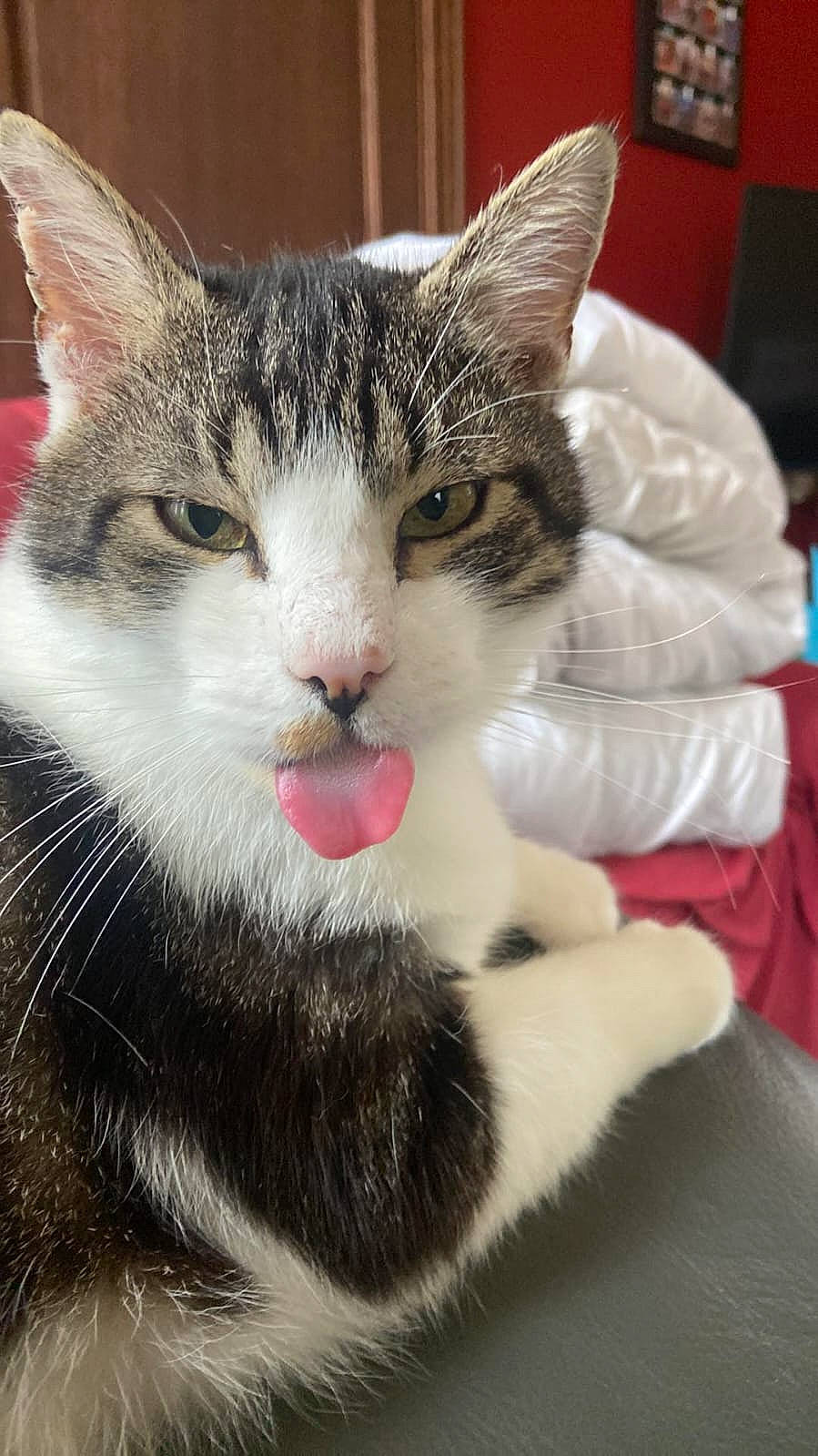 Coco participe au concours pour gagner de l'argent avec cette photo : carnivore, cat, claw, comfort, domestic_short_haired_cat, felidae, foot, fur, mammal, paw, small_to_medium_sized_cats, snout, terrestrial_animal, whiskers, window