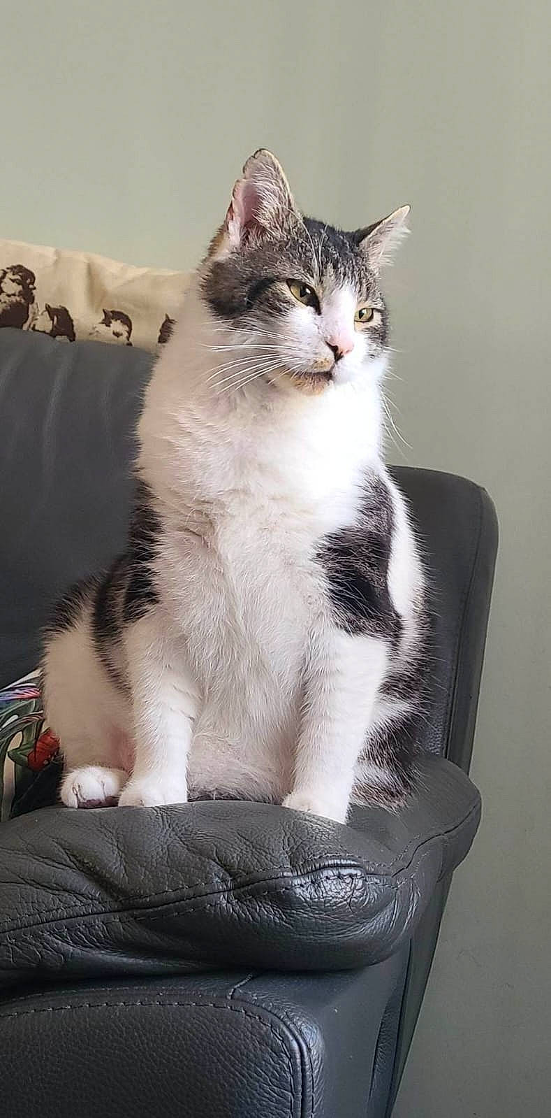 Coco a rejoint le concours — aidez-le/la à gagner de superbes lots ! carnivore, cat, claw, comfort, domestic_short_haired_cat, eye, felidae, foot, fur, paw, sitting, small_to_medium_sized_cats, snout, tail, whiskers, window