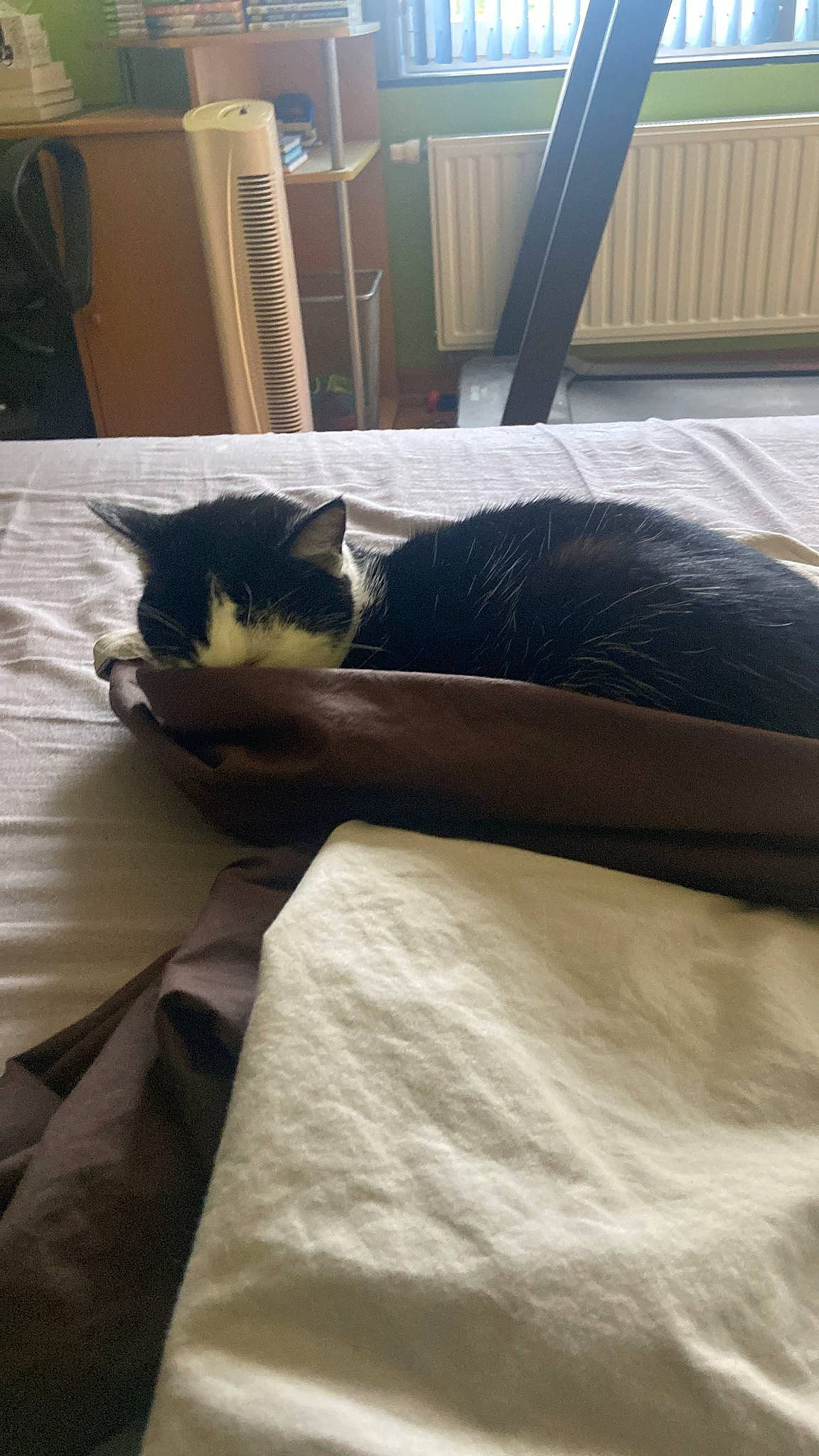 Cachou a rejoint le concours — aidez-le/la à gagner de superbes lots ! bed, bedding, bedroom, black_cat, carnivore, cat, comfort, felidae, floor, flooring, fur, furniture, grey, hardwood, linens, room, small_to_medium_sized_cats, tail, whiskers, wood