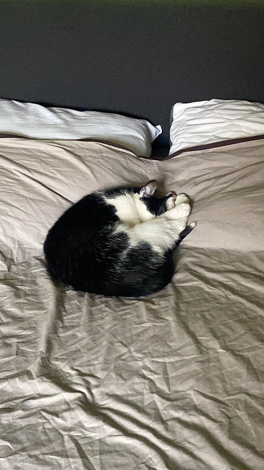 Cachou participe au concours pour gagner de l'argent avec cette photo : bedding, canidae, carnivore, cat, comfort, dog_breed, duvet, felidae, fur, grey, hardwood, linens, nap, small_to_medium_sized_cats, sporting_group, tail, tints_and_shades, whiskers, wildlife, wood