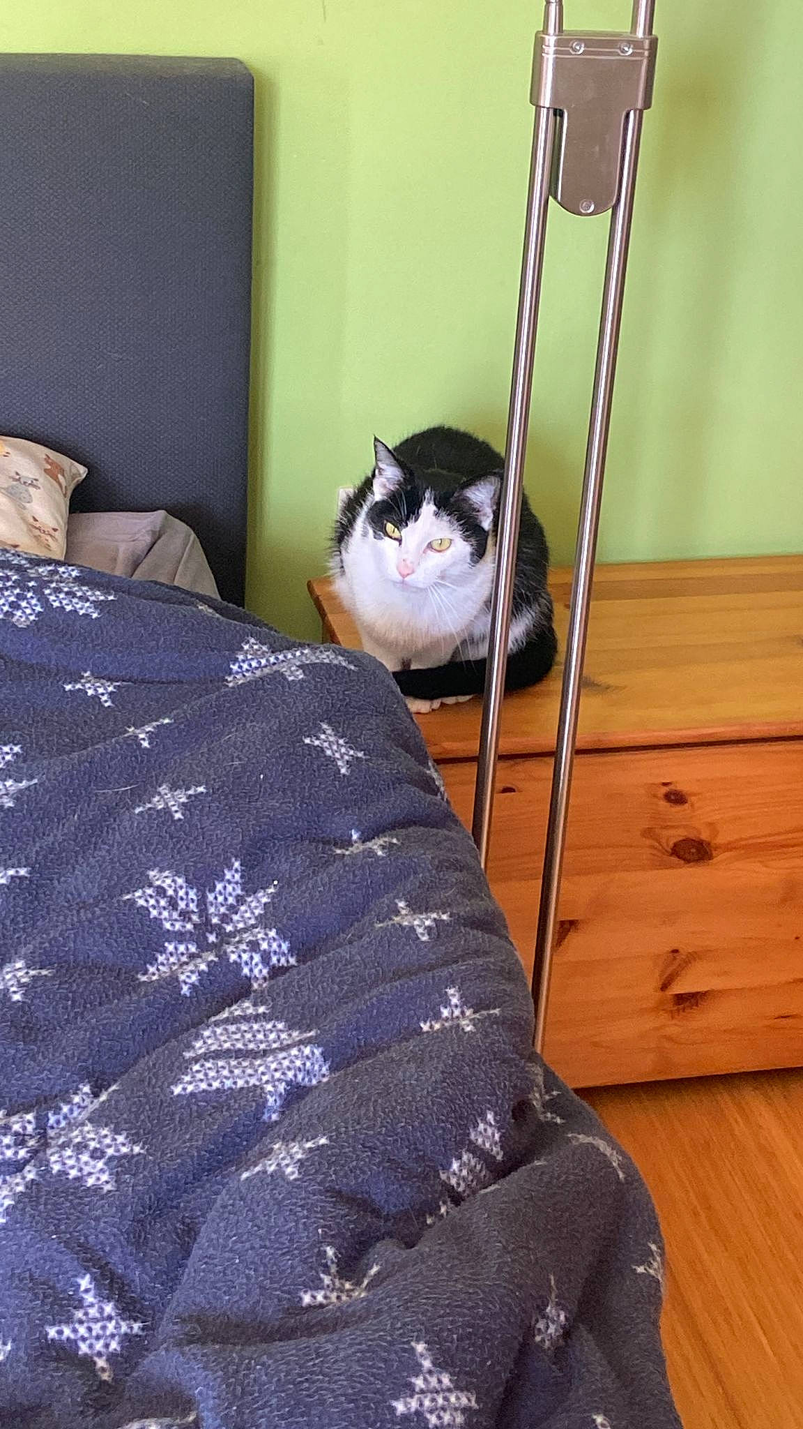 Cachou a rejoint le concours — aidez-le/la à gagner de superbes lots ! bag, bed, bed_sheet, bedding, bedroom, carnivore, cat, comfort, felidae, floor, flooring, hardwood, linens, pattern, pillow, room, small_to_medium_sized_cats, stairs, whiskers, wood