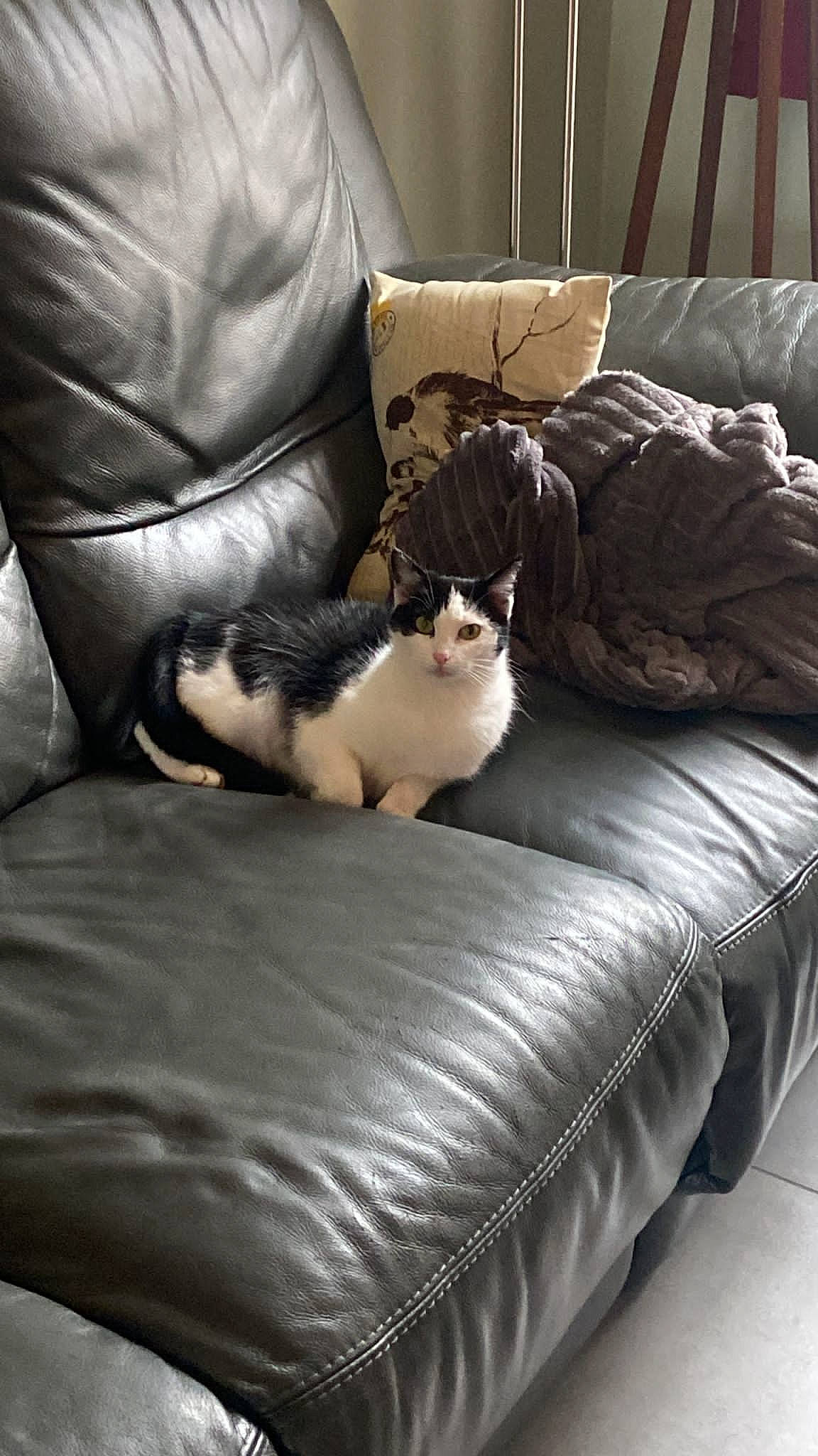 Cachou a rejoint le concours — aidez-le/la à gagner de superbes lots ! brown, carnivore, cat, comfort, couch, felidae, flooring, furniture, grey, hardwood, interior_design, light, lighting, living_room, morning, small_to_medium_sized_cats, textile, tints_and_shades, whiskers, wood